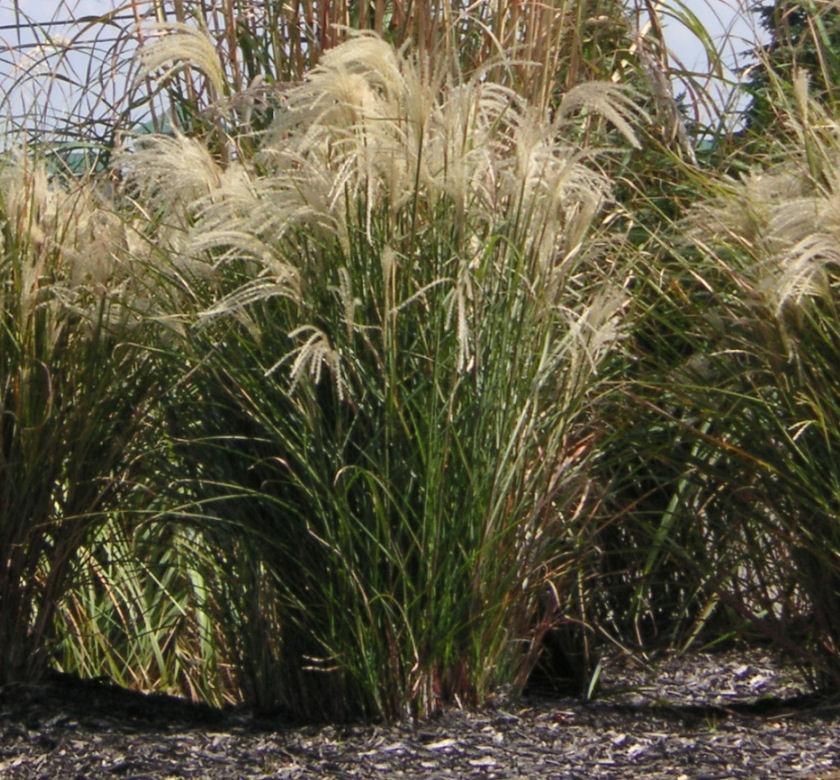 Clump of fine, arching maiden grass topped with feathery silvery-white plumes