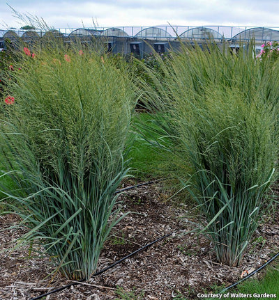 Switch Grass 'Totem Pole'