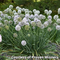 Ornamental onion with large round lavender-purple flower heads on upright stems