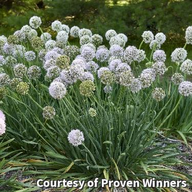 Ornamental onion with large round lavender-purple flower heads on upright stems