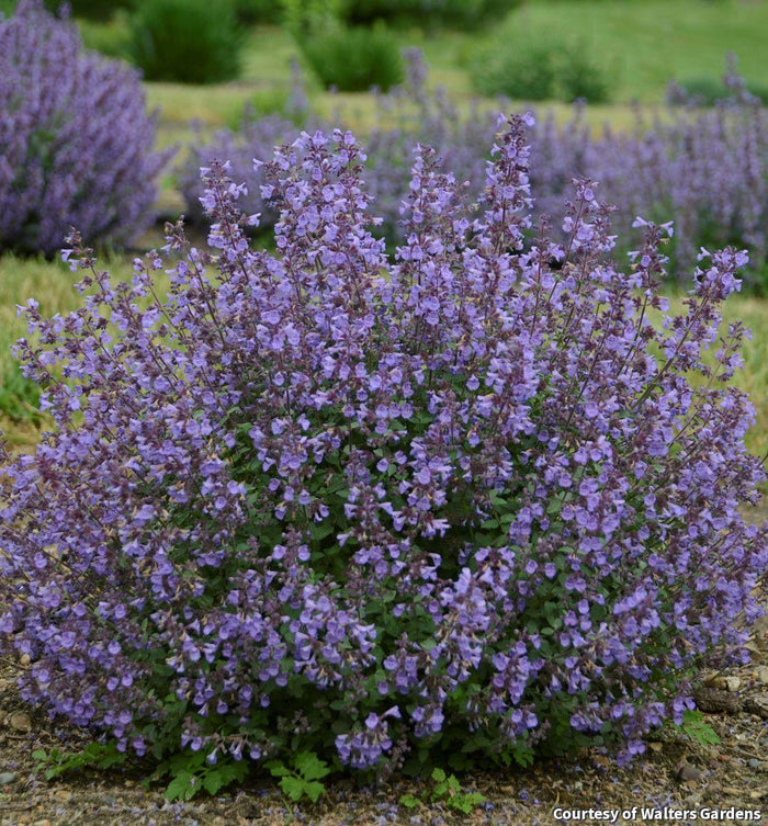 Catmint 'Kitten Around'