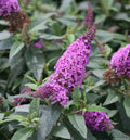 Compact butterfly bush with thick periwinkle-blue flower spikes