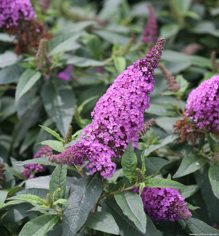 Butterfly Bush Pugster Periwinkle®