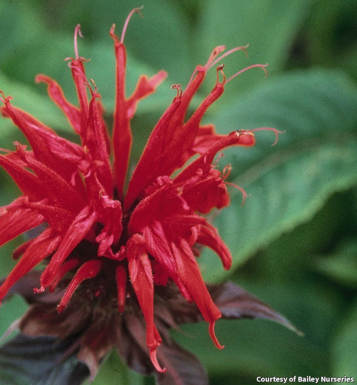 Bee Balm 'Jacob Cline'
