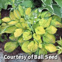 Small hosta with round glossy puckered leaves, gold centers and dark green edges