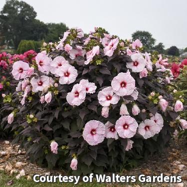 Hardy hibiscus with very large white flowers with a red center over wine-purple maple-like leaves