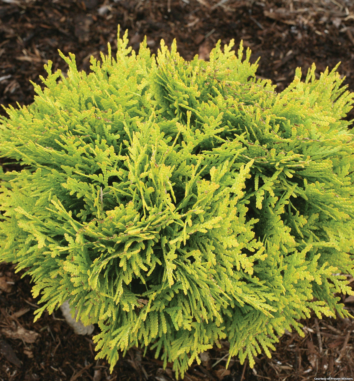 Small round arborvitae with soft lemon-gold evergreen foliage