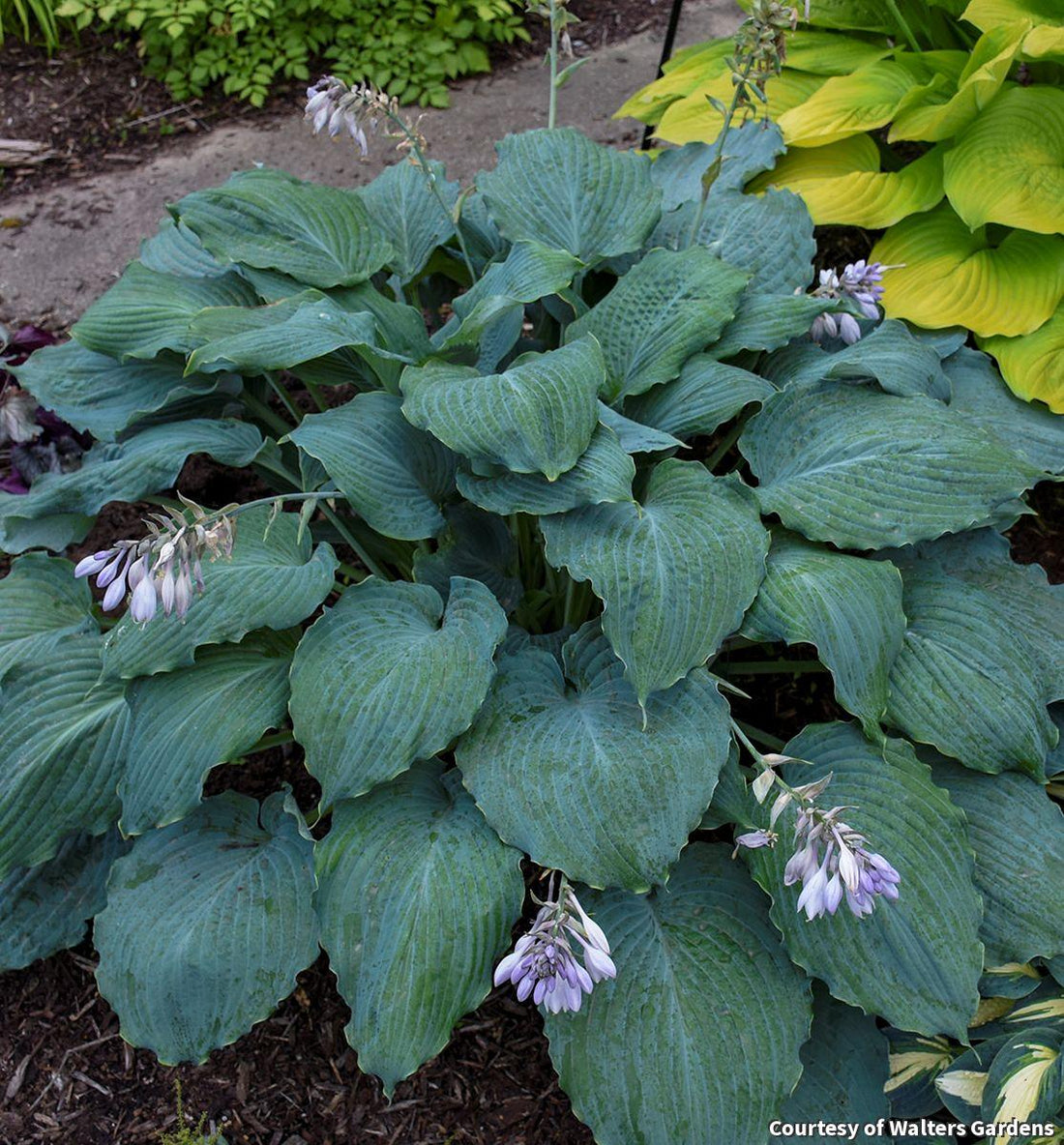 Wide hosta with thick, puckered heart-shaped green leaves with wavy edges