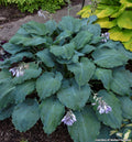 Wide hosta with thick, puckered heart-shaped green leaves with wavy edges