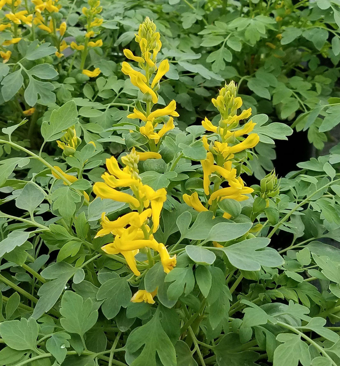 Lacy blue-green foliage with clusters of small tubular bright yellow flowers