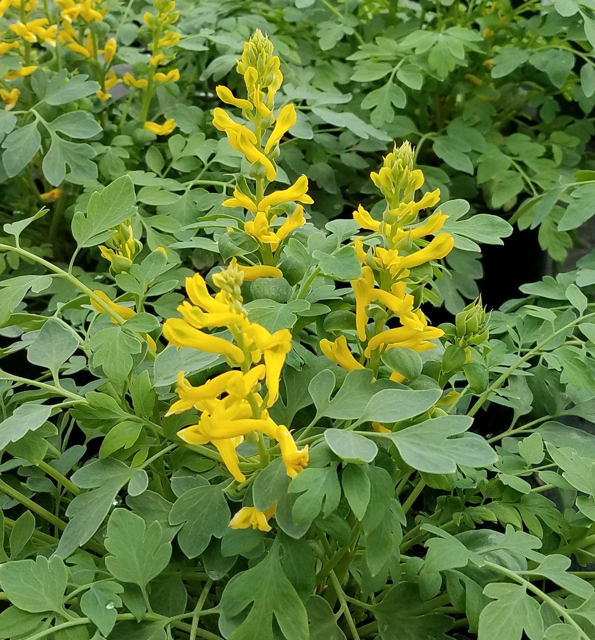 Lacy blue-green foliage with clusters of small tubular bright yellow flowers