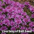 Compact plant with shaggy amethyst-purple bee balm flowers