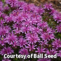 Compact plant with shaggy amethyst-purple bee balm flowers