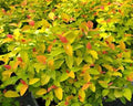 Small mounded shrub with bright red new leaves, yellow mature leaves and purple flower clusters
