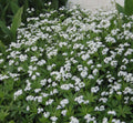 Carpet of whorled bright green leaves with clusters of tiny white star-shaped flowers
