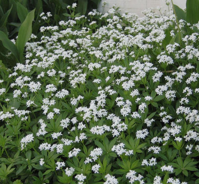 Sweet Woodruff