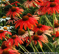 Coneflower with large bright orange-red petals around a dark brown cone