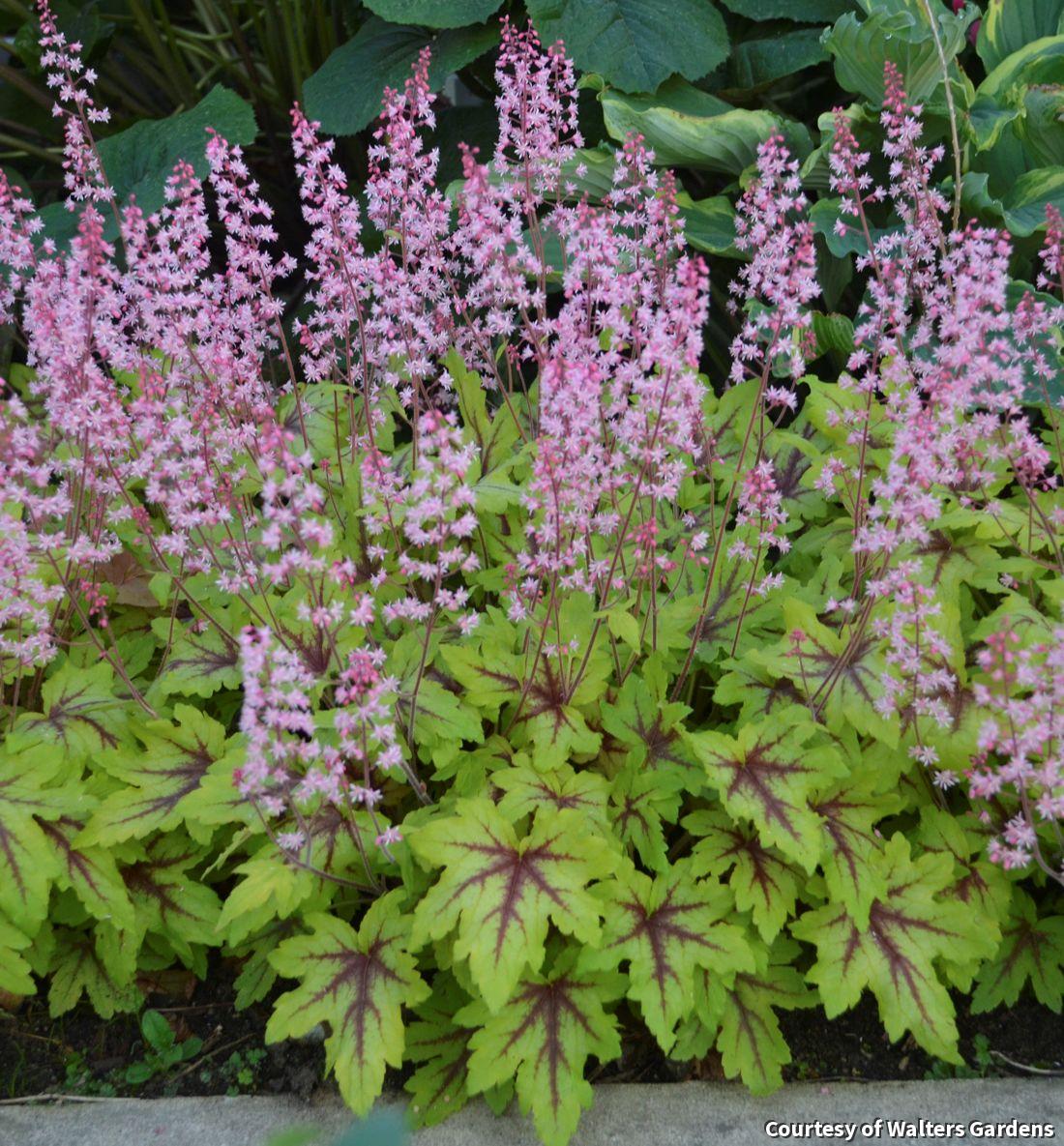 Low mound of chartreuse leaves with deep red veins and spikes of small bright pink flowers