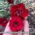 Low mound of blue-green dianthus foliage covered in single scarlet flowers with dark centers