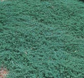 Flat, ground-hugging juniper with dense silver-blue trailing foliage