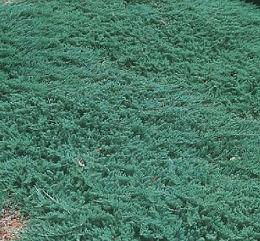 Creeping Juniper 'Wiltonii'
