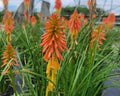 Short stocky flower spikes of tubular red and orange blooms over grassy foliage