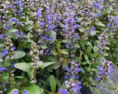 Low mat of small chocolate-bronze leaves with short spikes of blue flowers