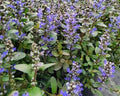 Low mat of small chocolate-bronze leaves with short spikes of blue flowers