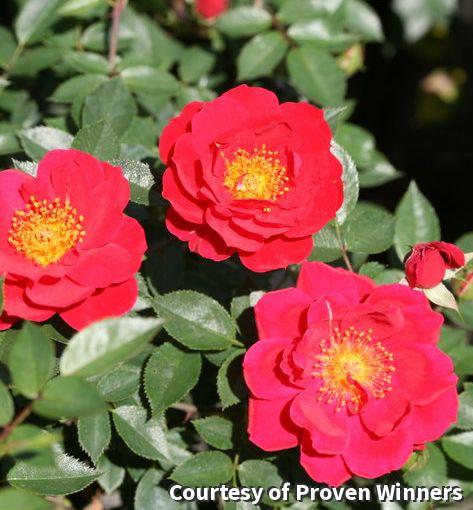 Shrub Rose Oso Easy® Urban Legend®
