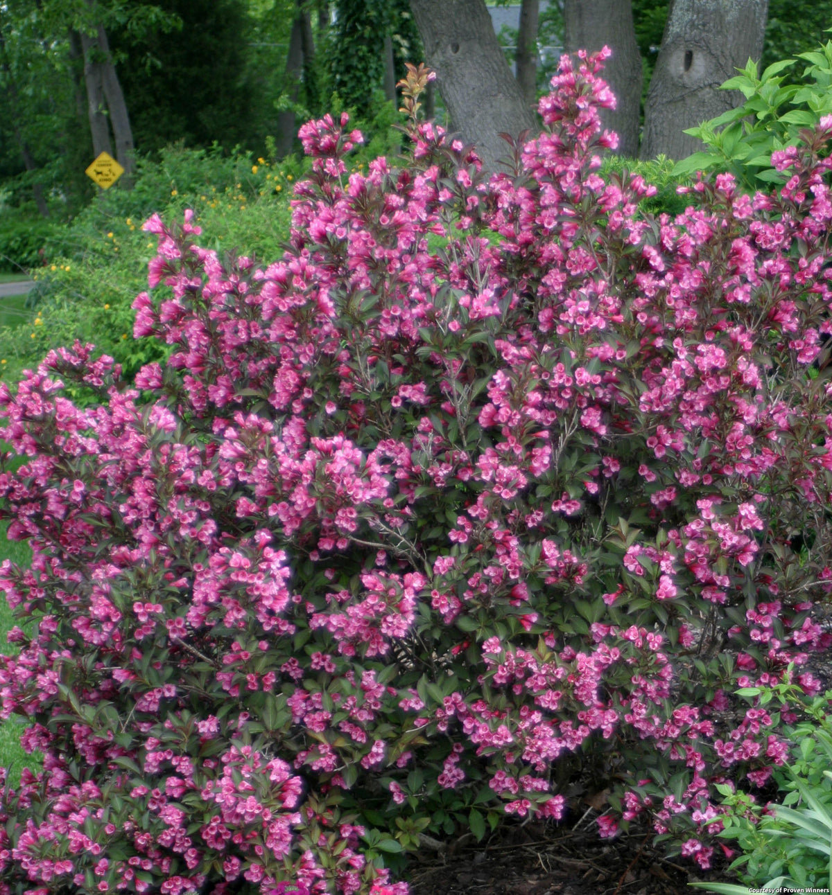 Weigela shrub with dark burgundy-purple leaves and rosy-pink trumpet flowers