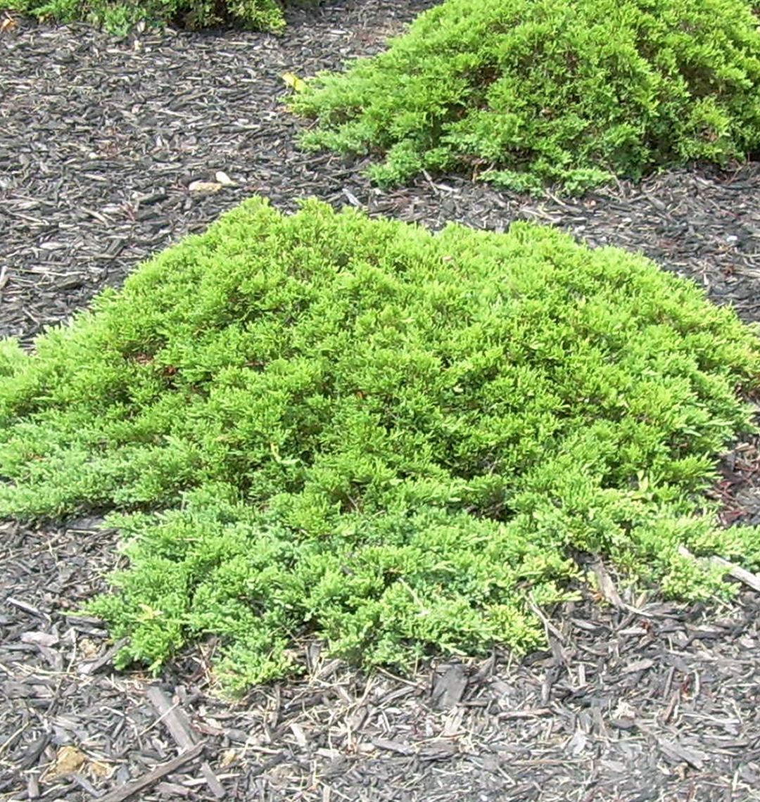 Low dense juniper mat with short blue-green needles in layered sprays
