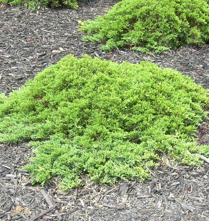 Japanese Garden Juniper 'Nana'
