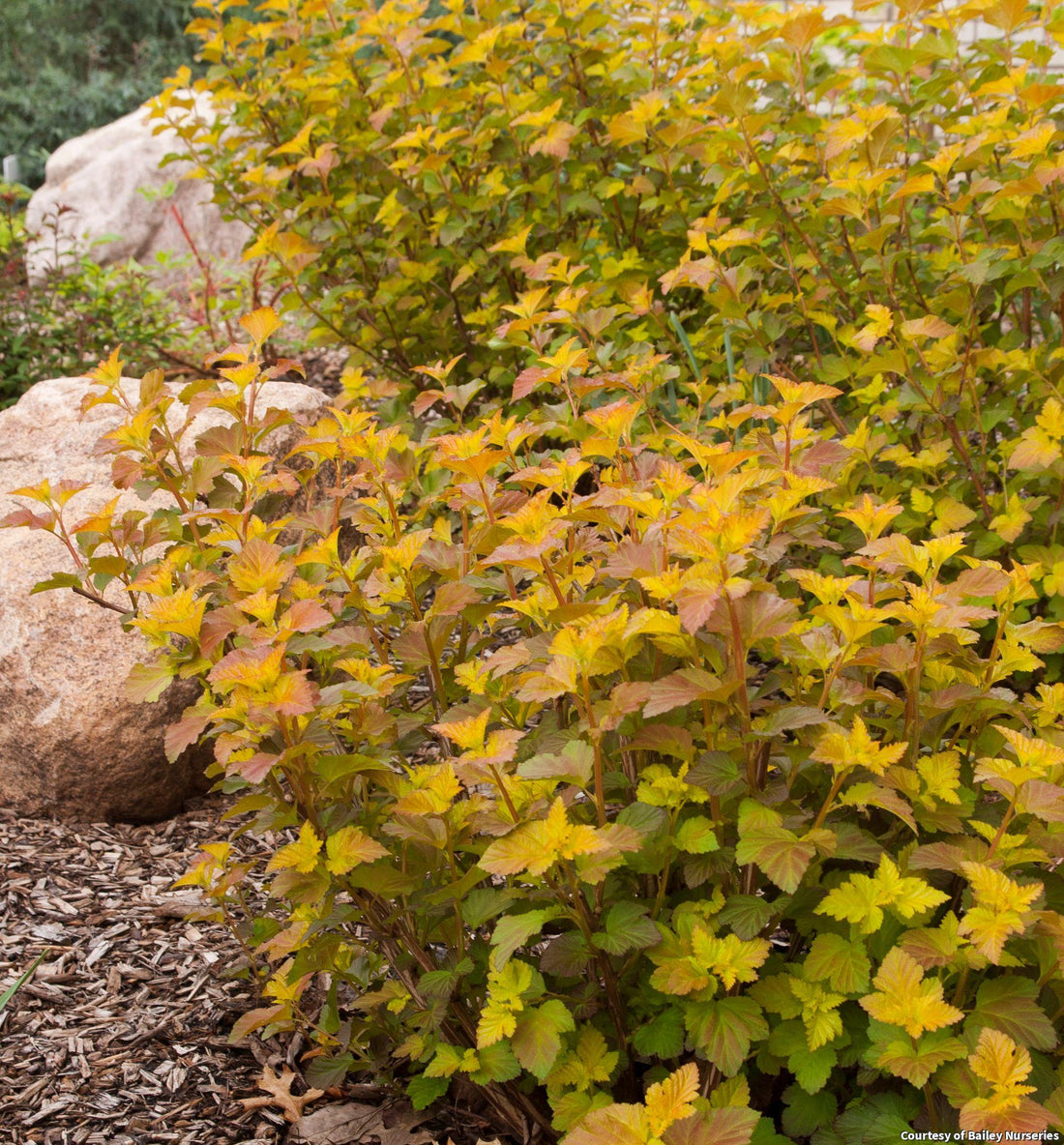 Upright shrub with leaves in shades of orange, gold and amber