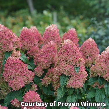Large panicle hydrangea with full cone-shaped flower heads in white, pink and red