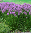 Clump of glossy grassy leaves with round rose-purple allium flower heads