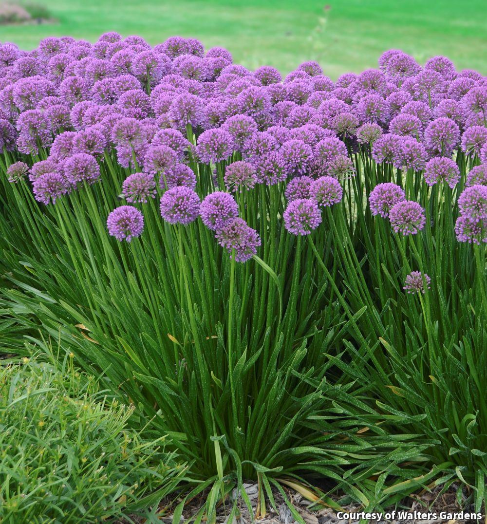 Clump of glossy grassy leaves with round rose-purple allium flower heads