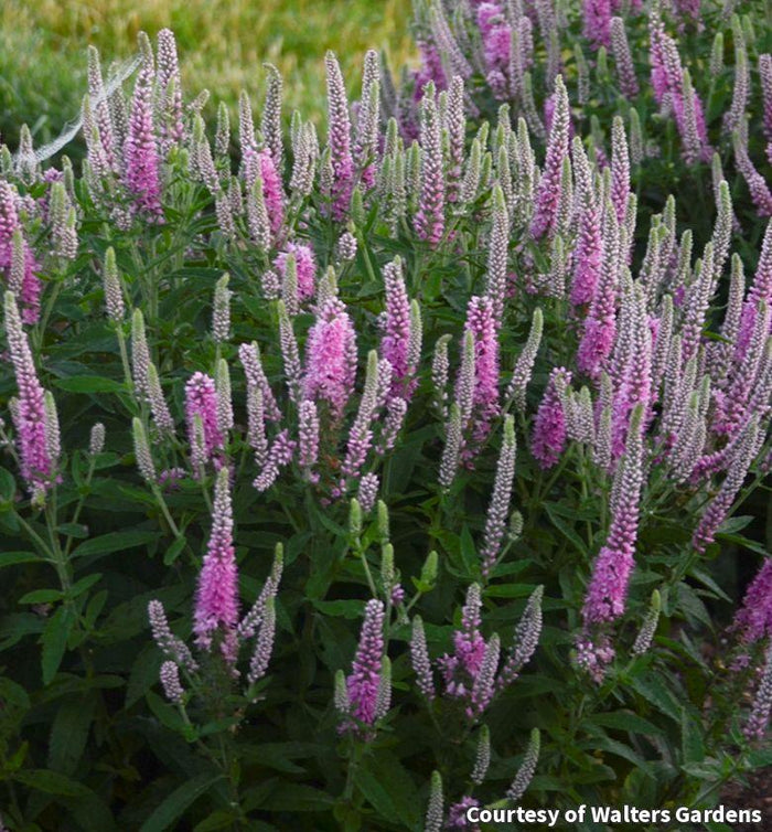 Speedwell Magic Show® 'Pink Potion'