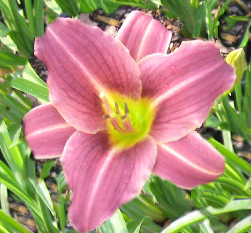 Compact daylily with reddish-purple flowers with yellow throats