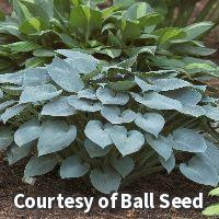 Hosta 'Halcyon'
