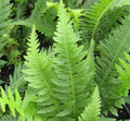 Bright green Japanese beech fern with upright lance-shaped fronds in a spreading patch