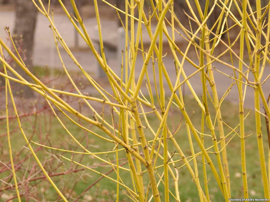 Multi-stemmed shrub with bright yellow-green bare stems in winter