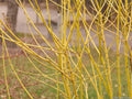Multi-stemmed shrub with bright yellow-green bare stems in winter