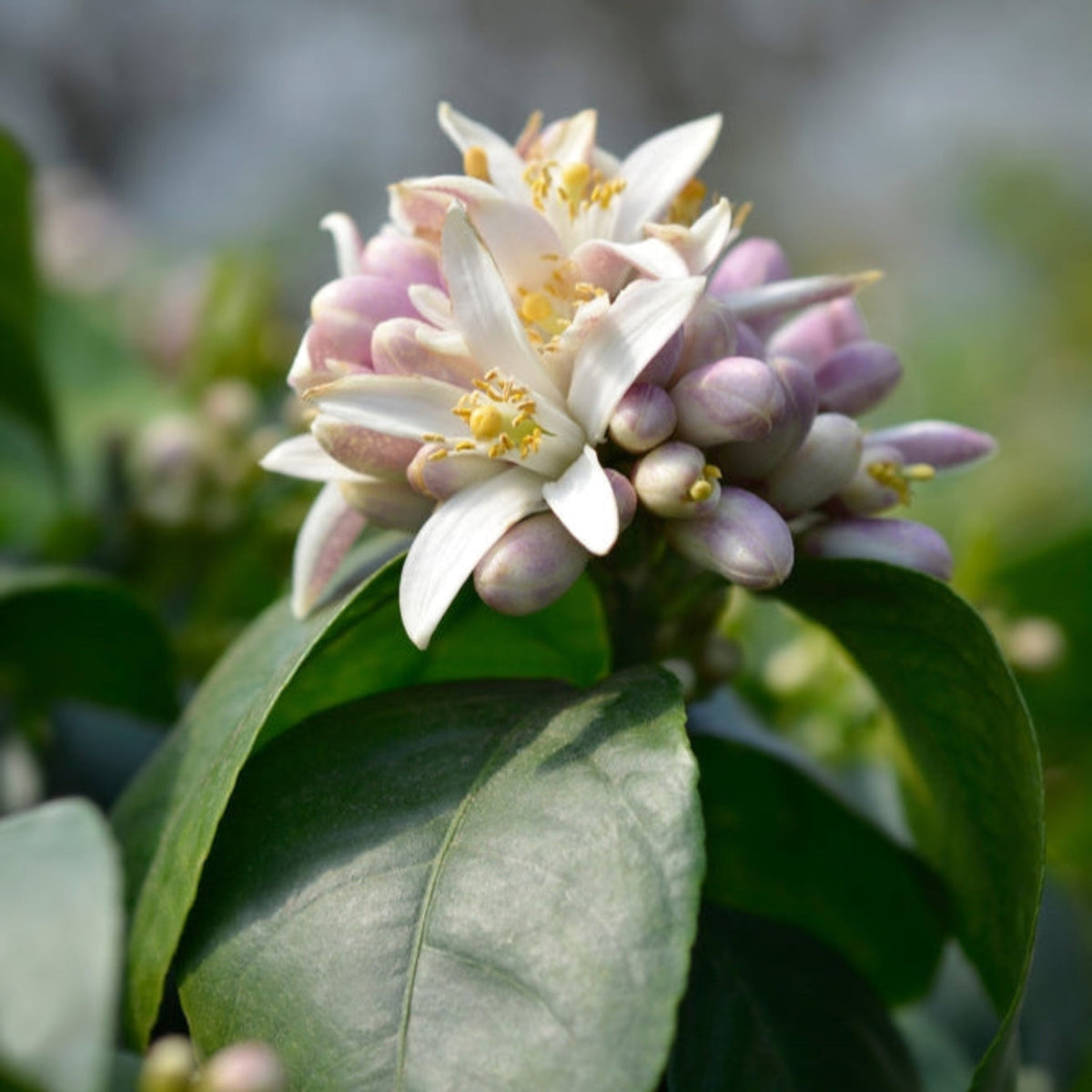 Meyer lemon tree with glossy leaves and yellow lemons (view 3)