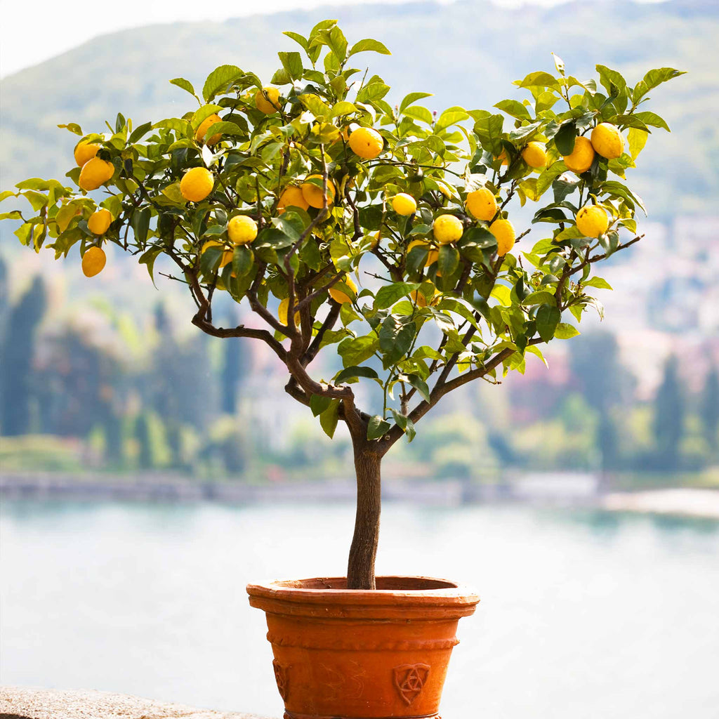 Meyer lemon tree with glossy leaves and yellow lemons (view 4)
