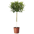 Meyer lemon tree with glossy leaves and yellow lemons (view 6)