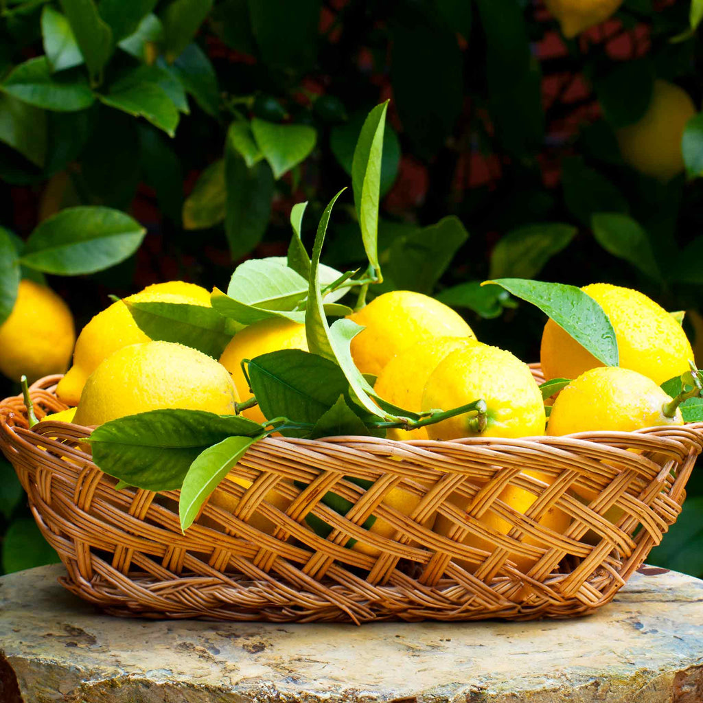 Young Meyer lemon tree with glossy leaves (view 3)