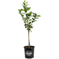 Young Meyer lemon tree with glossy leaves (view 4)