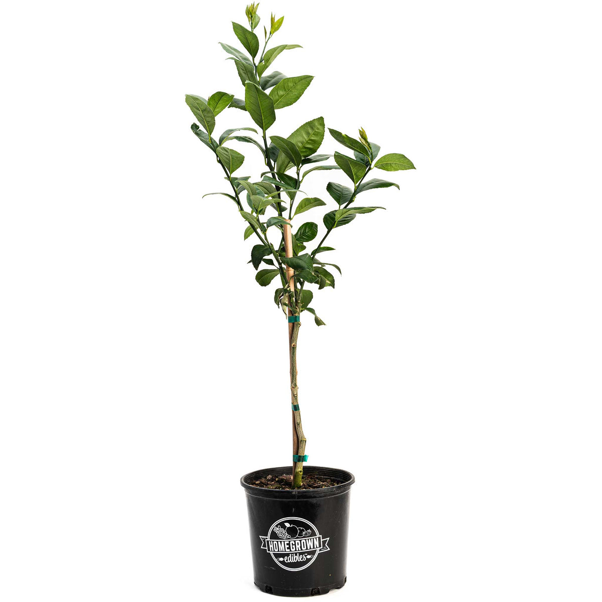 Young Meyer lemon tree with glossy leaves (view 4)