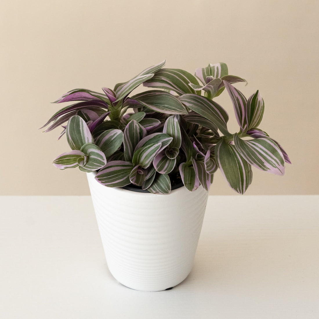 Inch plant with small pinkish-purple leaves striped green, trailing from a white ceramic pot