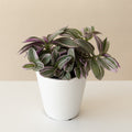 Inch plant with small pinkish-purple leaves striped green, trailing from a white ceramic pot